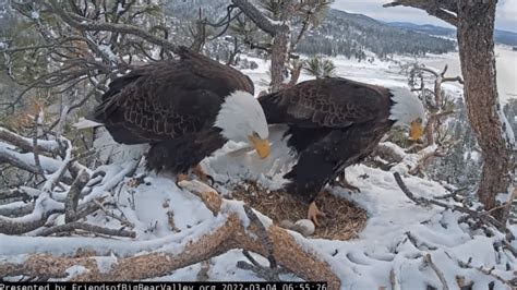 Eagle Cam